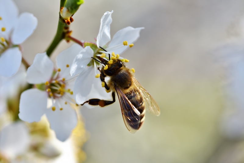 jardinerie-LA BOLLENE VESUBIE-min_bee-4092986